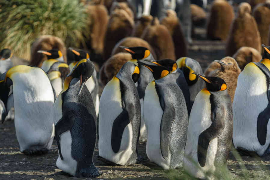 Pingüino Rey - islas Georgias del Sur 055.jpg